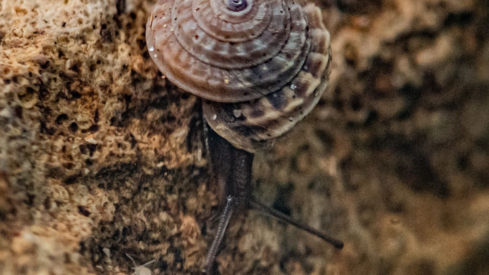 Two species of land snails, thought to be extinct for more than 100 years, have been bred by experts at Bristol Zoological Society and Chester Zoo 